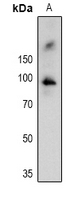 1 - Anti-RSK1 (Phospho-T359/S363) Antibody AP61065