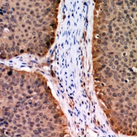 19 - Anti-AKT (Phospho-T72) Antibody AP61067