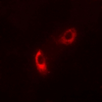 3 - Anti-Caspase 9 (Phospho-Y153) Antibody AP61072