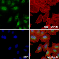 3 - Anti-MKK4 (Phospho-S257) Antibody AP61081