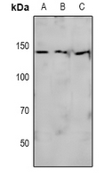 1 - Anti-eNOS (Phospho-S615) Antibody AP61082