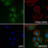 3 - Anti-eNOS (Phospho-S1179) Antibody AP61083