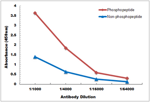 10 - Anti-Ubiquitin (Phospho-S65) Antibody AP61085