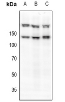 1 - Anti-c-Met (Phospho-S985) Antibody AP61090