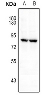 1 - Anti-FRS2 (Phospho-Y196) Antibody AP61093
