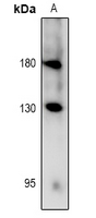 1 - Anti-RET (Phospho-Y981) Antibody AP61094