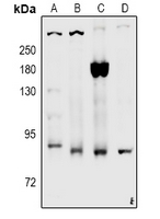 1 - Anti-CD91 (Phospho-S4520) Antibody AP61095