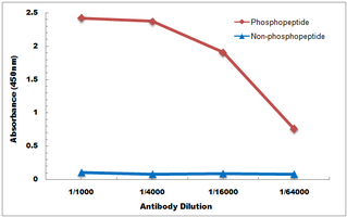 10 - Anti-Claudin 4 (Phospho-Y208) Antibody AP61098