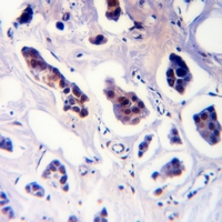 19 - Anti-Cyclin D1 (Phospho-T288) Antibody AP61099