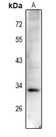 1 - Anti-Cyclin D1 (Phospho-T288) Antibody AP61099
