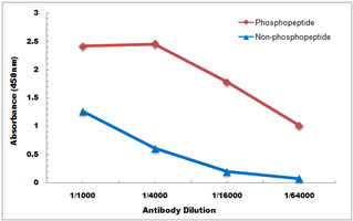 10 - Anti-DSCR1 (Phospho-S108) Antibody AP61100