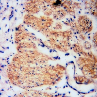 19 - Anti-RGS19 (Phospho-S151) Antibody AP61101