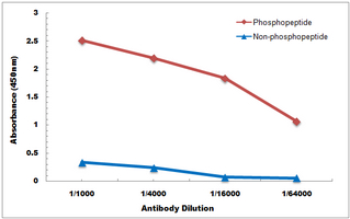 10 - Anti-MBP (Phospho-T232) Antibody AP61102