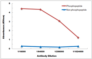 10 - Anti-PTP1B (Phospho-Y66) Antibody AP61103