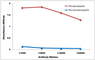 10 - Anti-PKC gamma (Phospho-T514) Antibody AP61104