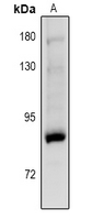 1 - Anti-PKC gamma (Phospho-T514) Antibody AP61104