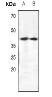 1 - Anti-CRKL Antibody AP61110