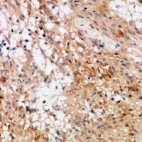 19 - Anti-c-RAF Antibody AP61112