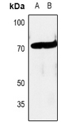 1 - Anti-c-RAF Antibody AP61112