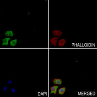 3 - Anti-PKC delta Antibody AP61115