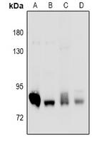 1 - Anti-PKC delta Antibody AP61115
