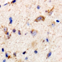 19 - Anti-CD91 Antibody AP61116