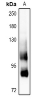 1 - Anti-CD91 Antibody AP61116