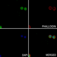 3 - Anti-NRF1 Antibody AP61118