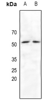 1 - Anti-NRF1 Antibody AP61118
