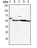 1 - Anti-Kir2.3 Antibody AP61119