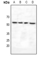 1 - Anti-VRK3 Antibody AP61120