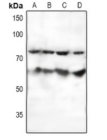 1 - Anti-SF1 Antibody AP61122