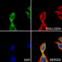 3 - Anti-MKK5 (Phospho-S311) Antibody AP61123