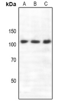 1 - Anti-Semaphorin 4C Antibody AP61124