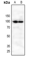 1 - Anti-CD360 Antibody AP61125