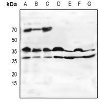 1 - Anti-Oligo2 Antibody AP61126