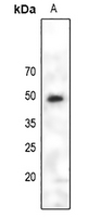 1 - Anti-PAX6 Antibody AP61127