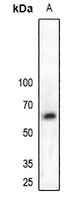 1 - Anti-MPP6 Antibody AP61128