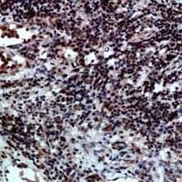 19 - Anti-CD47 Antibody AP61132