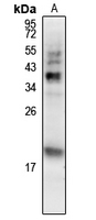 1 - Anti-MCH Antibody AP61133