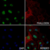 3 - Anti-NF-E4 (Acetyl-K43) Antibody AP61138