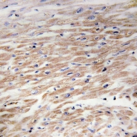 19 - Anti-CD117 (Phospho-Y936) Antibody AP61141