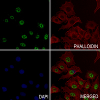 3 - Anti-MYOD1 (Phospho-S200) Antibody AP61142