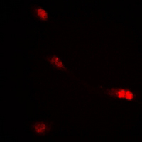 3 - Anti-c-RAF (Phospho-S621) Antibody AP61146
