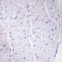 19 - Anti-53BP1 (Phospho-S6) Antibody AP61149
