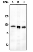 1 - Anti-RB1 (Phospho-T821) Antibody AP61153