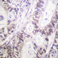 19 - Anti-Caspase 9 (Phospho-S144) Antibody AP61154