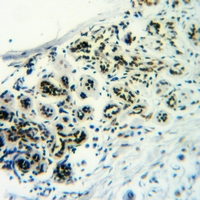 19 - Anti-CD50 (Phospho-S518) Antibody AP61158