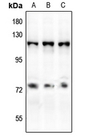 1 - Anti-CD50 (Phospho-S518) Antibody AP61158