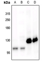 1 - Anti-CD115 (Phospho-Y561) Antibody AP61159